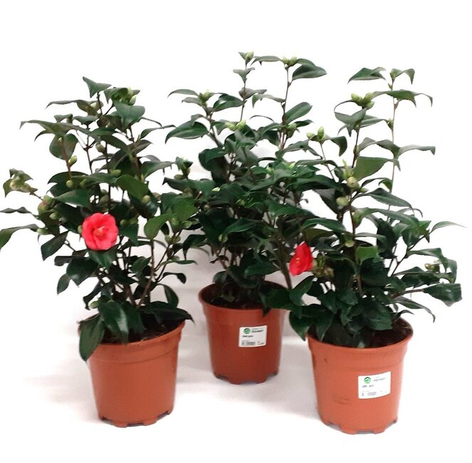 Camellia japonica