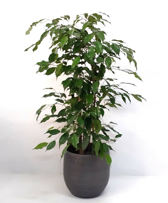 Ficus in pot