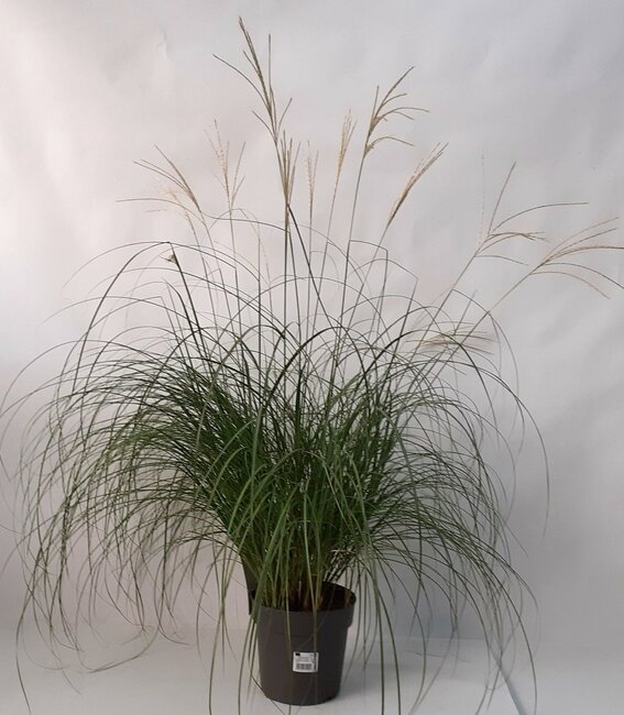 Miscanthus sin. 'Adiagio