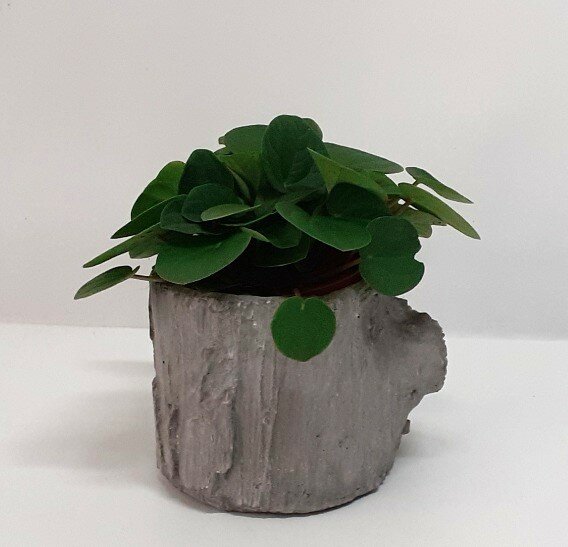 Peperomia arrangement