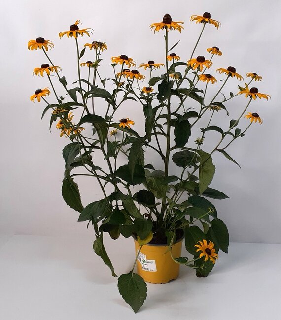 Rudbeckia speciosa